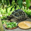 터틀팜 | 미야코공항 1분거리, 오키나와 미야코지마 여행 블루터틀 팜 망고카페 후기