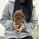 야옹아멍멍해봐강아지고양이삼각점