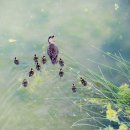 행복오리 이미지