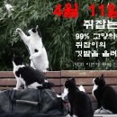 행복한고양이 - 고양시 일산동구 무궁화로 32-21 | 행복한고양이