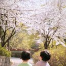봄바람에 춤추는 아이들, 스튜디오메르시의 벚꽃 시즌 촬영 현장 속으로