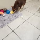 보듬 반려견미용실 이미지