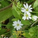 벼룩나물 이미지