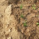 매정농장 이미지