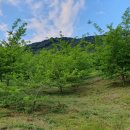 지리산꾸지뽕농장 이미지