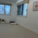 강아지집 | 🐶 성수퍼피 숲의집 강아지 유치원 후기