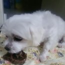 얌얌하개 이미지