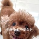 애견미용 이미지