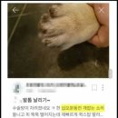 고양이 발톱 뽑기와 비슷한 일부 견주들의 '발톱 날리기' 이미지