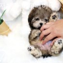 퍼피베이비 이미지