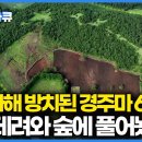 영양실조에 죽을 날만 기다리던 은퇴 경주마 60마리를 데려온 남자, 제주 숲에 풀어줬더니 생긴 변화｜PD로그｜#골라듄다큐 이미지