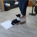 말괄냥이 | 대구애견방문교육 짖음과 심한장난, 배변교육을 위해 대구애견방문훈련 다녀 옴!