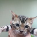 뱅갈냥이 이미지