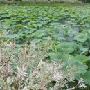 두물머리공원 이미지