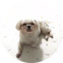 배불도기 이미지