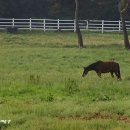 초원목장B 이미지