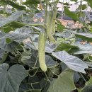 염치농장 이미지