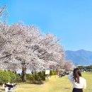 [미사 경정공원] 한적한 벚꽃 스팟 (26.04.05시점) 서울근교 겹벚꽃 강추!