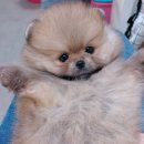 몽몽이 이미지