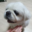 강아지 마약 사료 로 인정!! - 헬시20 강아지 슬개골 &amp; 관절사료 소프트사료 후기