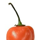 하바네로 티스토리