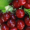 본 인터내셔널 이미지