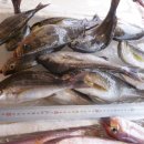 오늘의 생선 이미지