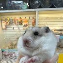 퍼피루시드앤로던트클럽 | 햄스터 분양 로던트클럽 충남점 (22년 2월 중 오픈) 분양 동물 네이버톡톡 상담가능!(슈가글라이더...