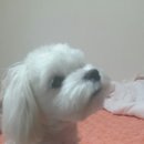알리에 이미지