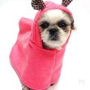 펫프린스애견샵 이미지