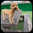 컴투펫 위탁보호센터 인천점 이미지