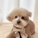 도그보니타 이미지