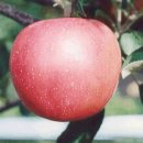 해외 도입 신품종 사과(중생종)의 과실특성 이미지