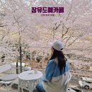 본도시락김해장유대청점 | 김해 벚꽃 카페 장유도예카페 대청계곡 4월 가기 좋은 곳 벚꽃뷰 핫플