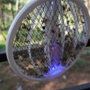 영월 고기조개 이미지