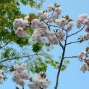 e바라기 이미지