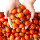 토마토 이미지