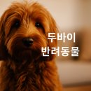 THE힘찬동물병원 | [두바이 반려동물] 두바이에서 반려동물 키우는 법