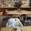 메리도그하우스2 이미지