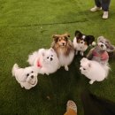 플랜더스 | 시흥 애견카페 추천｜모임으로 다녀온 플랜더스파크 후기, 즉석떡볶이 맛집