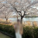 벚꽃정육점 | [수원 벚꽃 명소] 만석공원 벚꽃 축제 방문 후기 🌸 (주차 팁 & 주변 맛집 추천)
