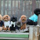 도그스101 이미지