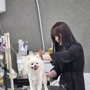 도담애견 이미지