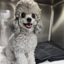 용문조아동물병원 이미지