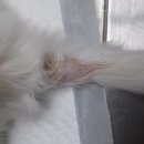 치즈동물병원 이미지