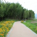 섬진강대나무숲길 이미지