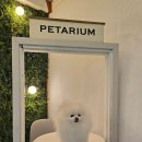 펫타리움 청담점 이미지