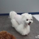 쿨독펫샵 네이버블로그