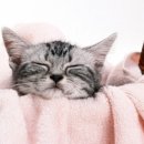 도도 Grooming 이미지