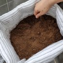 수지농장 | 집에서 블루베리 키우기, 깨비농장 블루베리 키우기세트